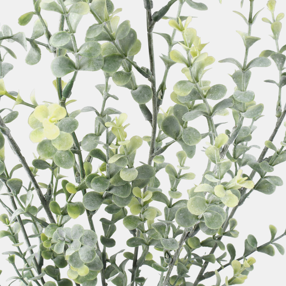 Bilberry, Green A722-01