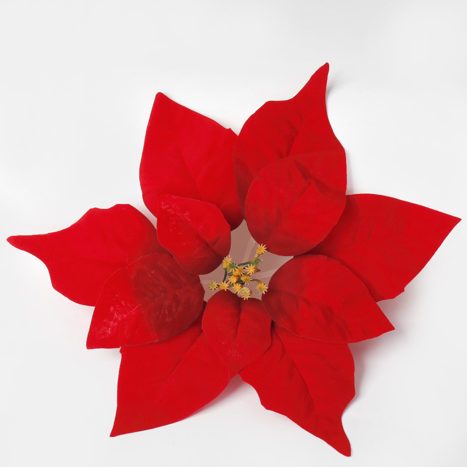 Poinsecja, Red W716S-01