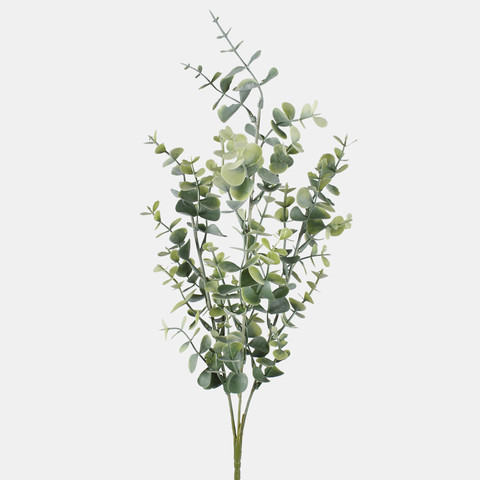 Eucalyptus A720