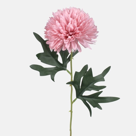 Chrysanthemum, Mix 1 G470-01