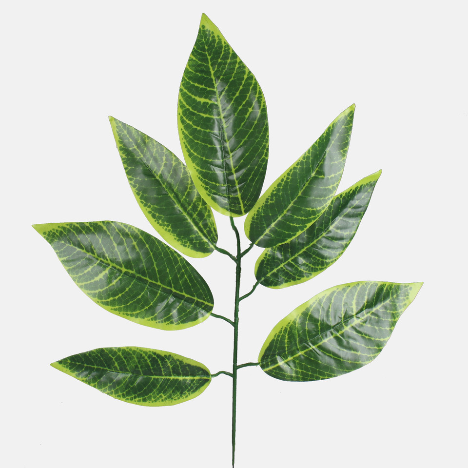Nut, Green/Lt. Green Edge F216-01
