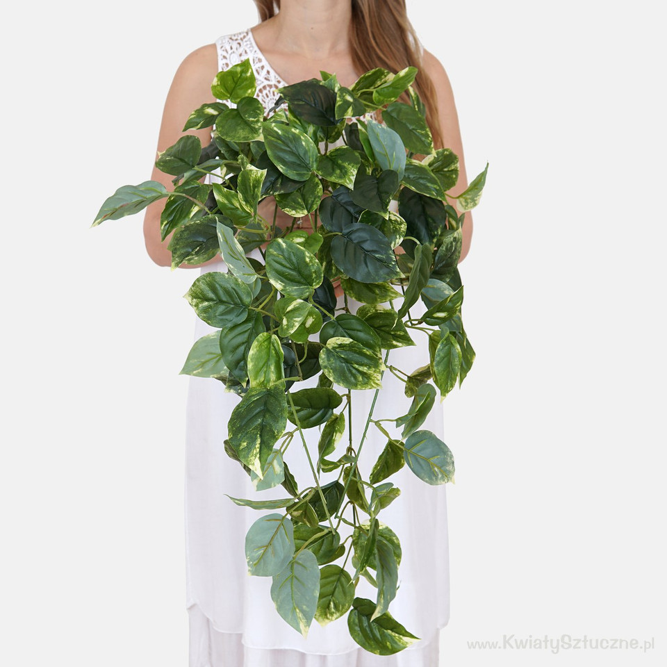 Pothos B007