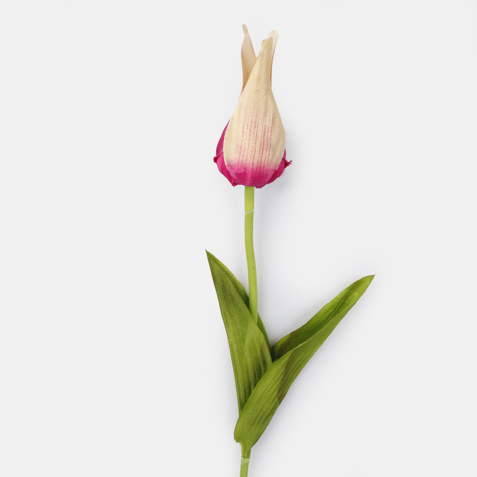 Tulipan, Purple G497-06