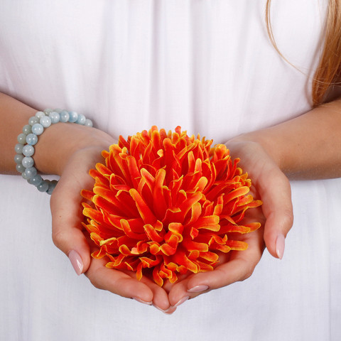 Chrysanthemum W723 (Product size)