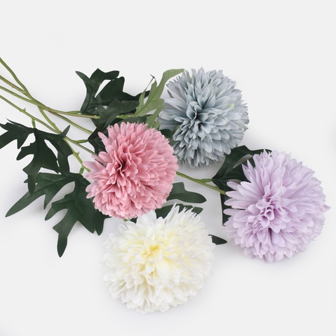 Chrysanthemum, Mix 1 G470-01