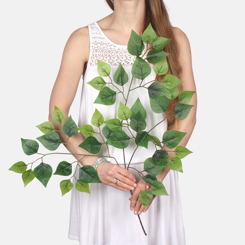 Ficus F225 (Product size)