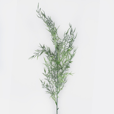 Asparagus A871