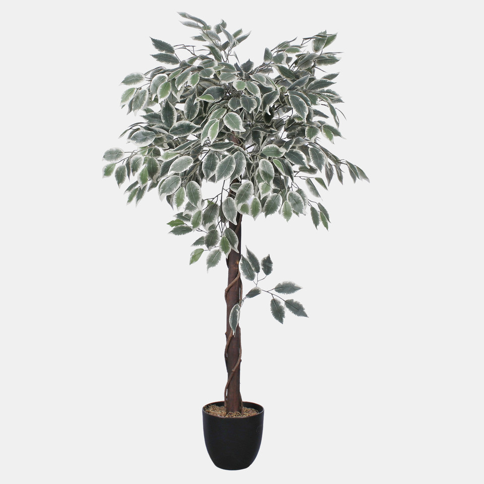Ficus 1.20 m, Variegated D075Z-01