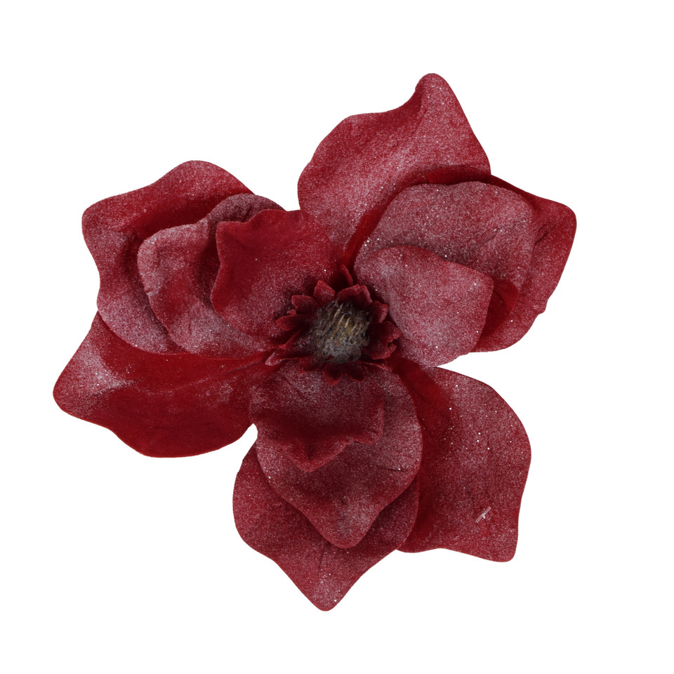 Magnolia oszroniona, Red W181-02