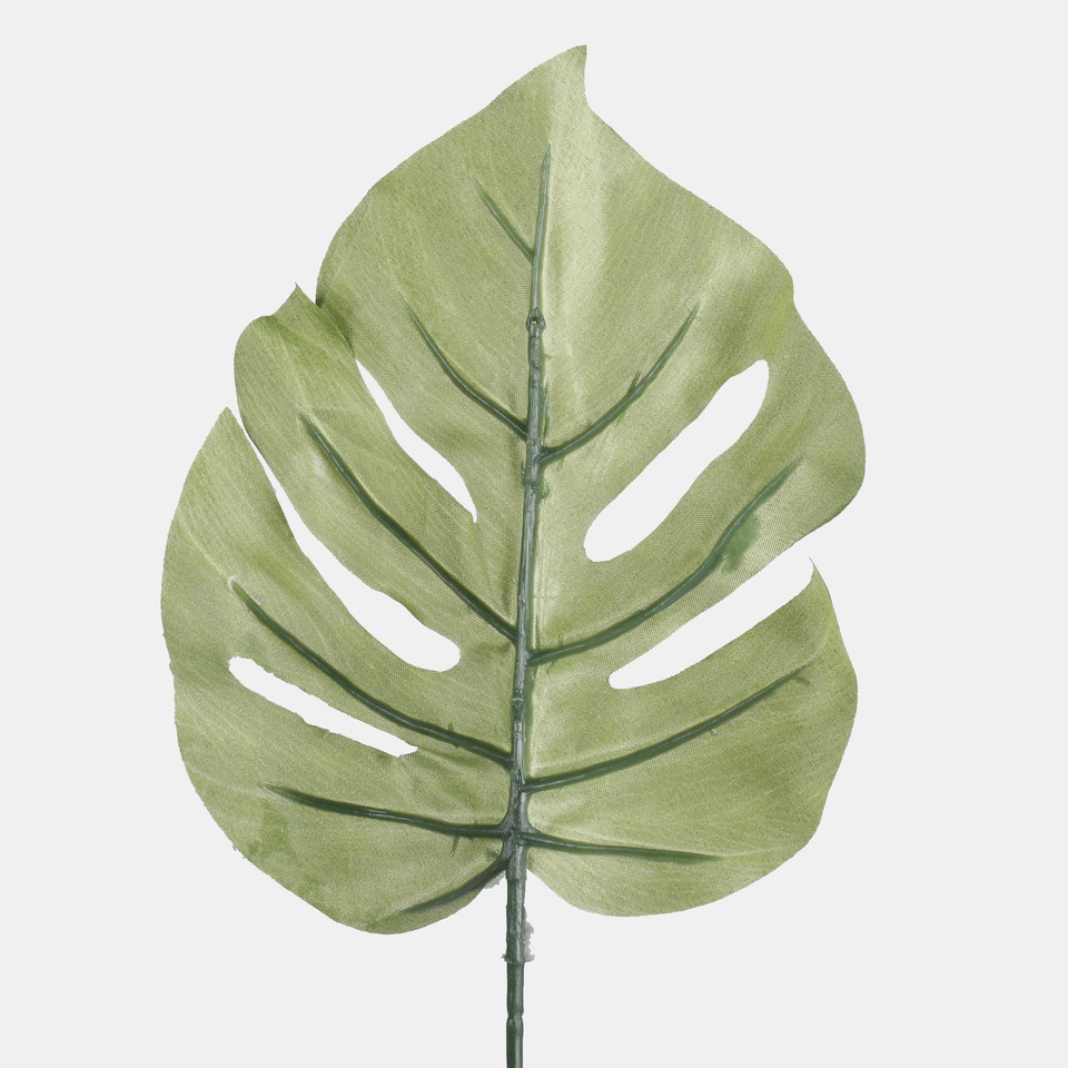 Philodendron leaf, Green A205