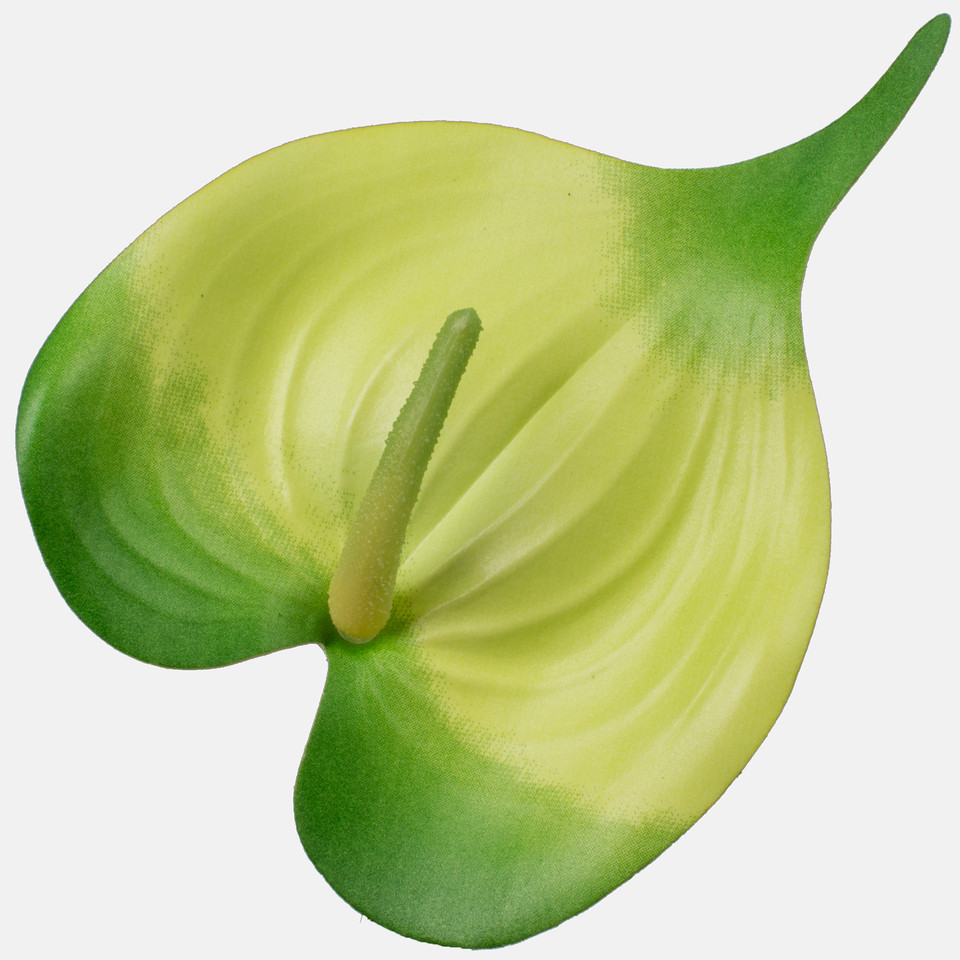 Anthurium, Cream/Green W210P-21