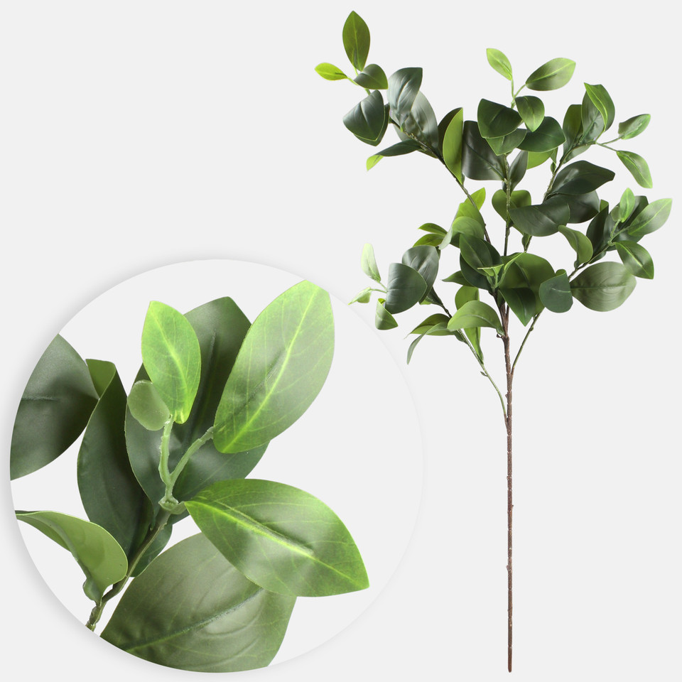 Clusia, Green F124-01