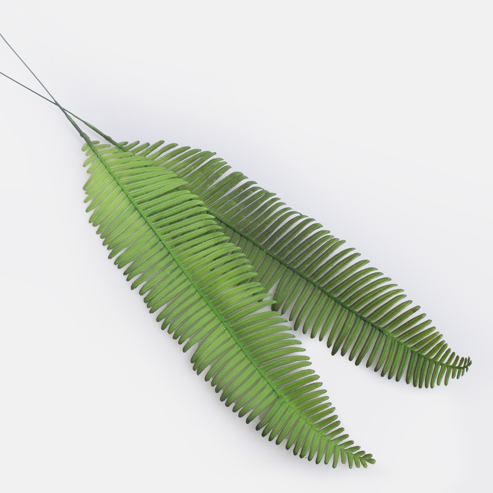Fern, Green A664-01