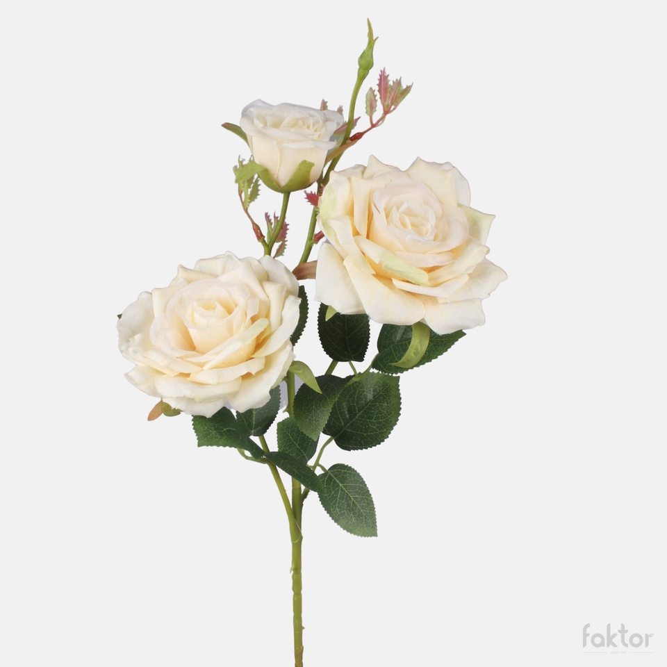 Rose, Cream L903-02
