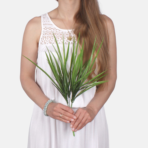 Dracaena Z230 (Product size)