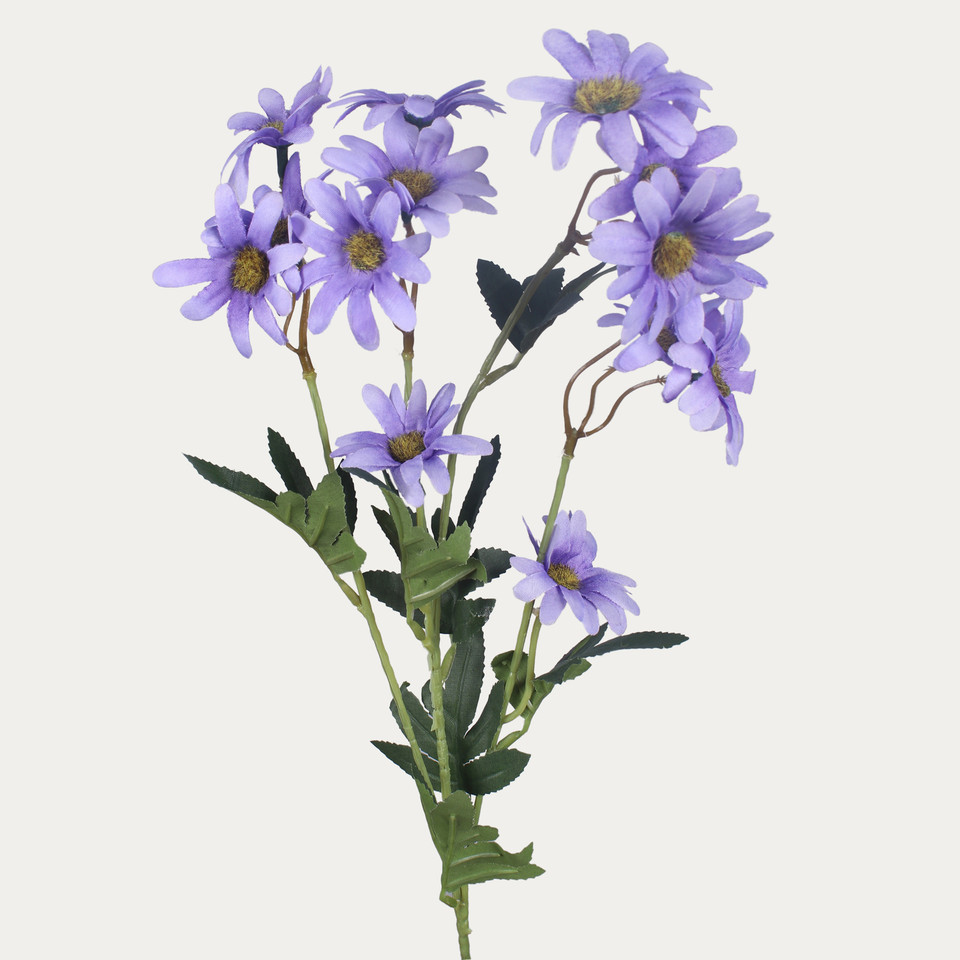 Złocień, Lilac L865-05