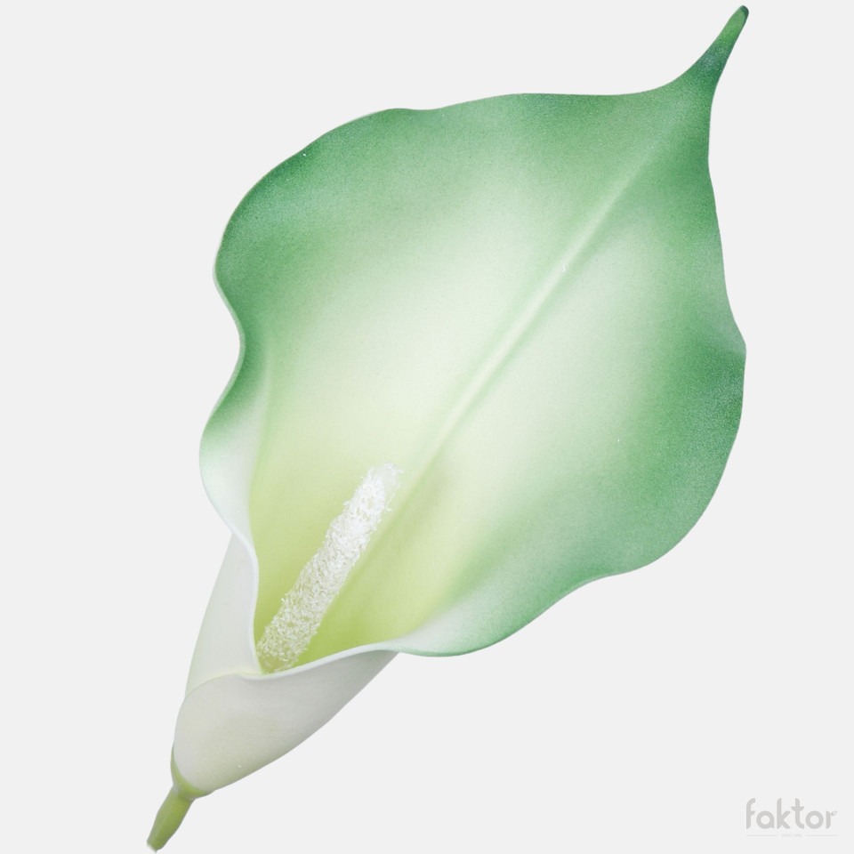 Calla, Green W713-16