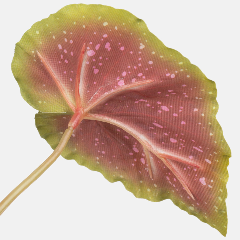 Begonia, Green Z091LG