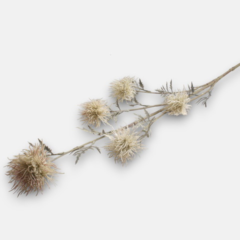 Xanthium x 5, Cream L923-01