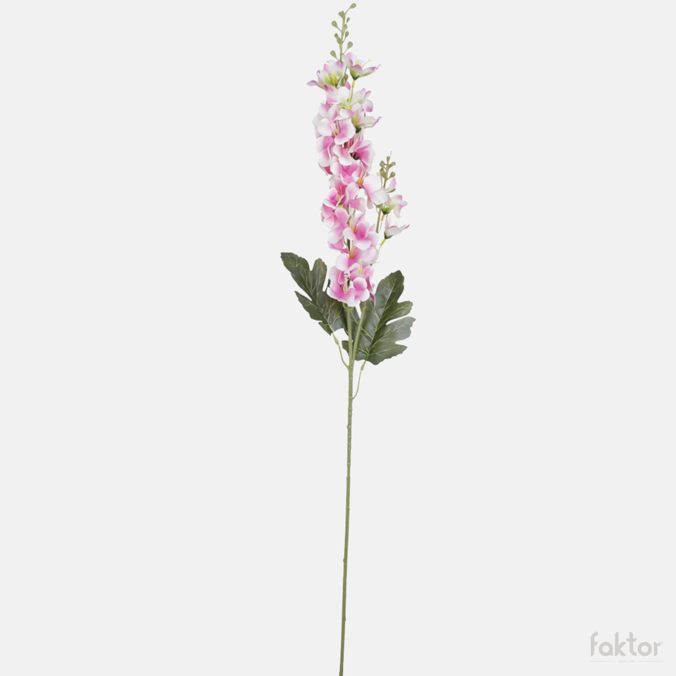 Delphinium, Mix BK244-01
