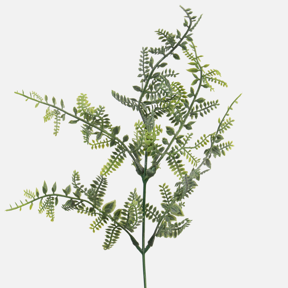 Asparagus, T.T. Green A350