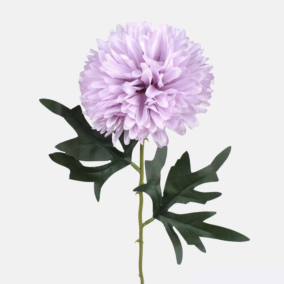 Chryzantema, Autumn Lilac G470-04