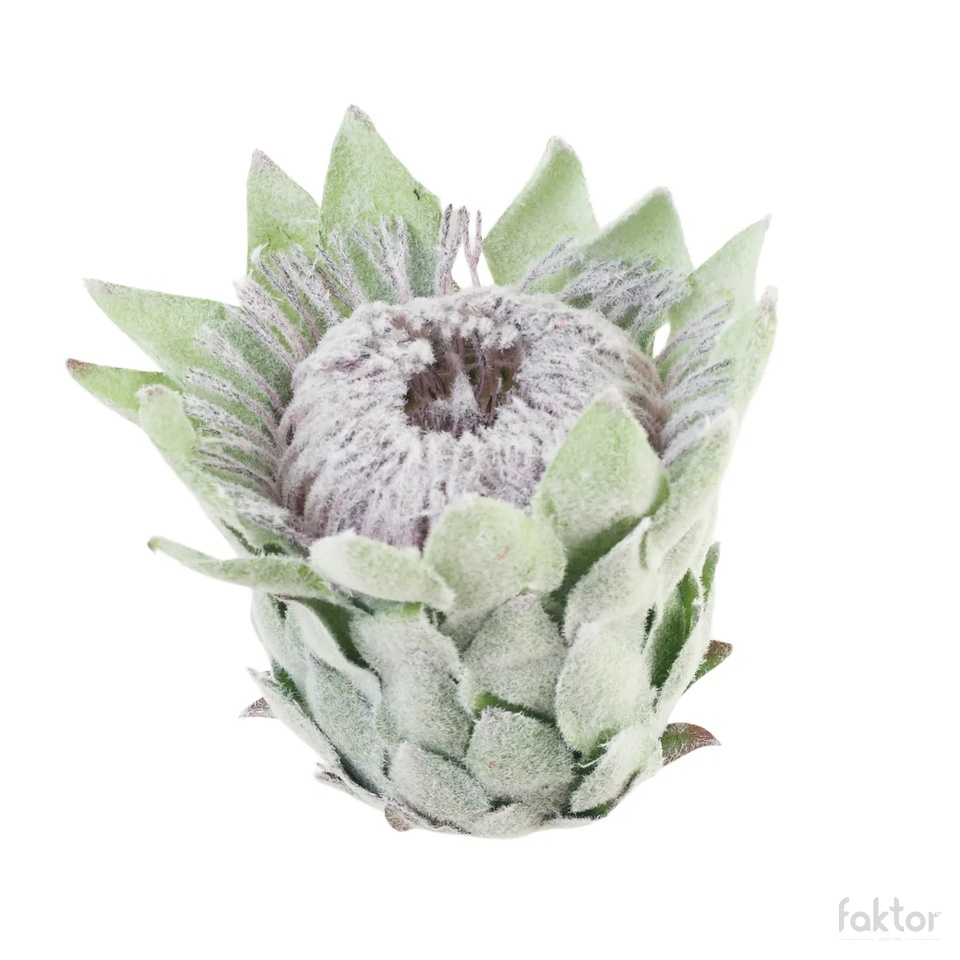 Artichoke, Green B107-02