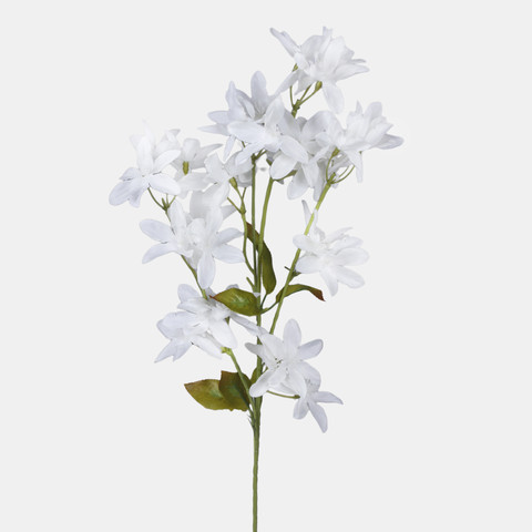 Orchid, Cream L769-02