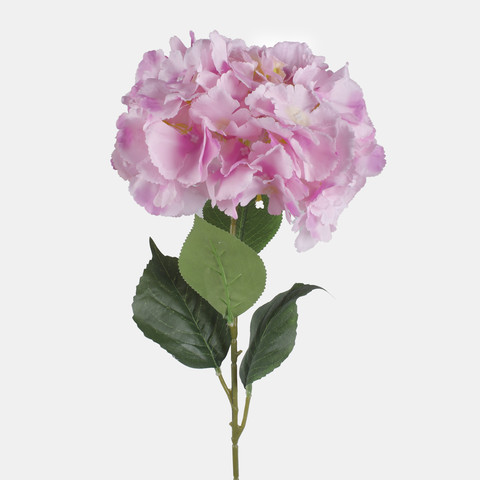 Hydrangea L826K