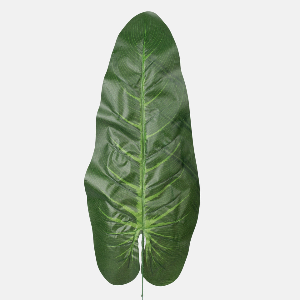 Anthurium leaf, Green A163