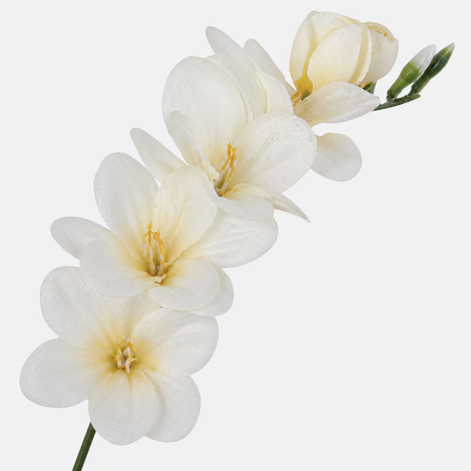 Frezja, Cream W056-10