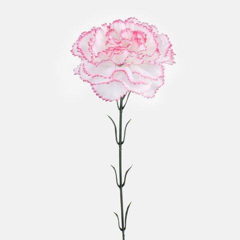 Carnation, Mix 1 G392-01