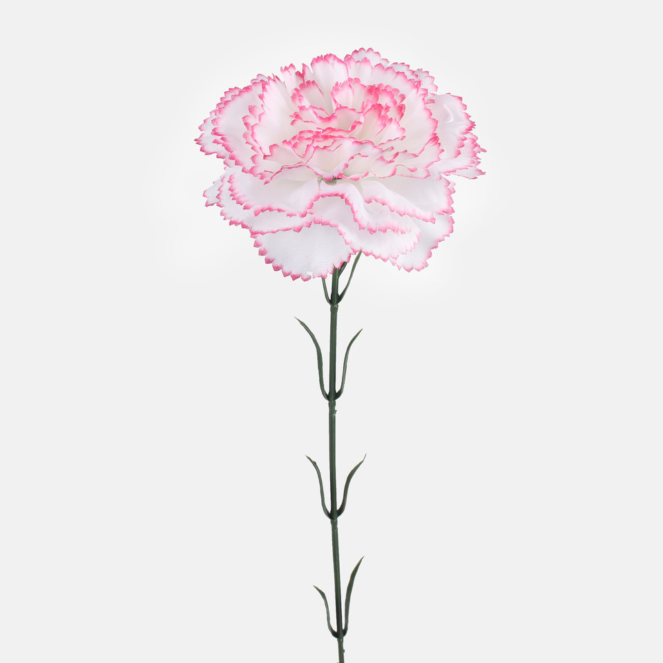 Carnation, Mix 1 G392-01