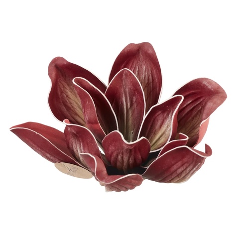 Magnolia, Red B109-08