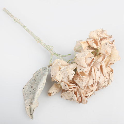 Hydrangea, Beige G462-02