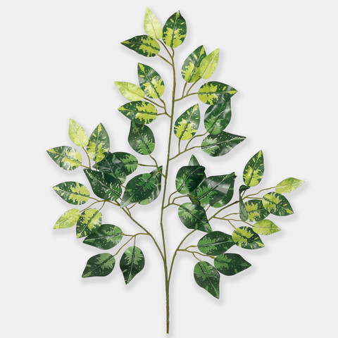 Ficus F085