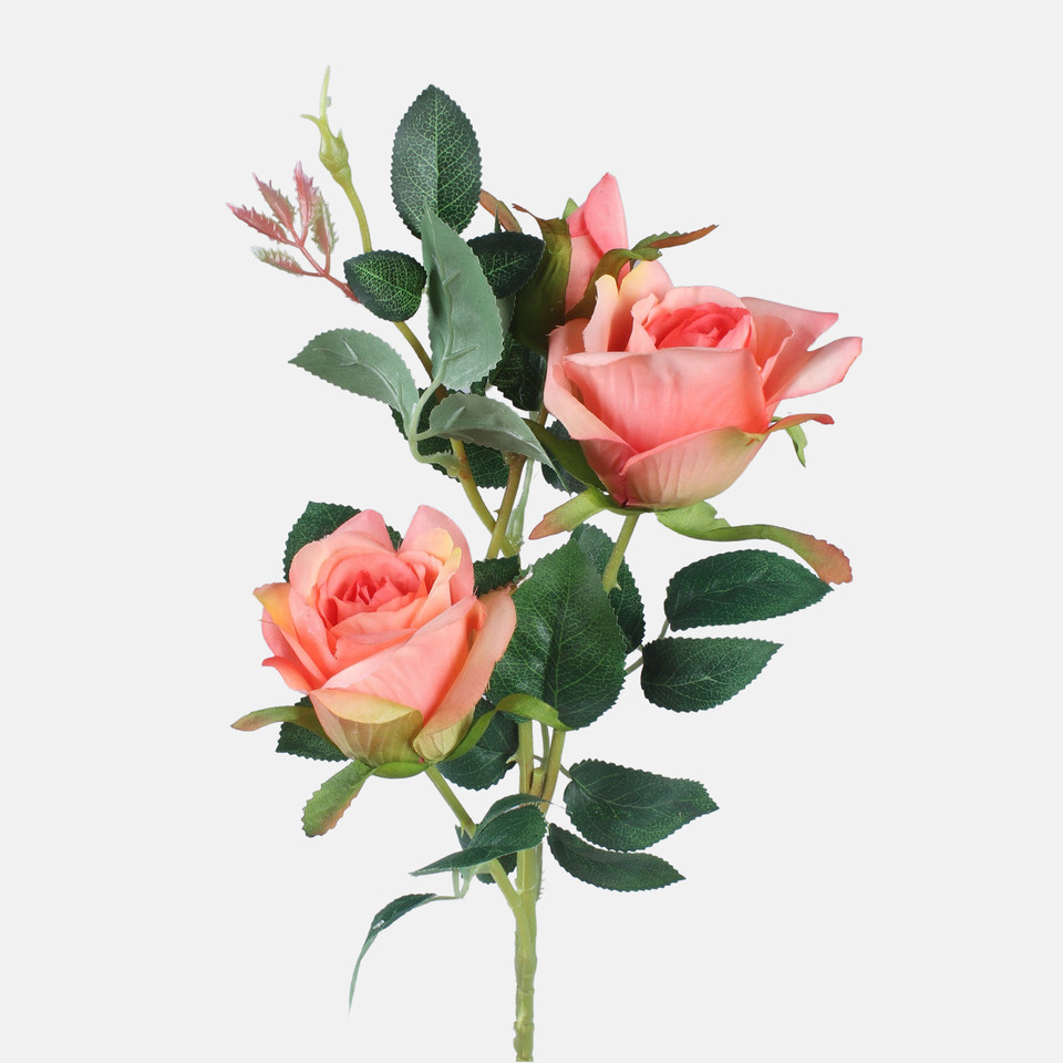 Rose, Mix 1 L738-01
