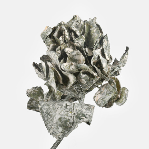 Hydrangea, Green G462-01