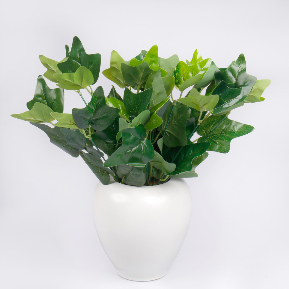 Hedera, Green Z093