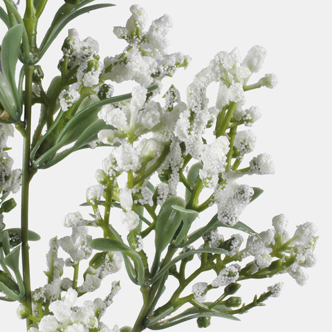 Lucerne, White L855-01