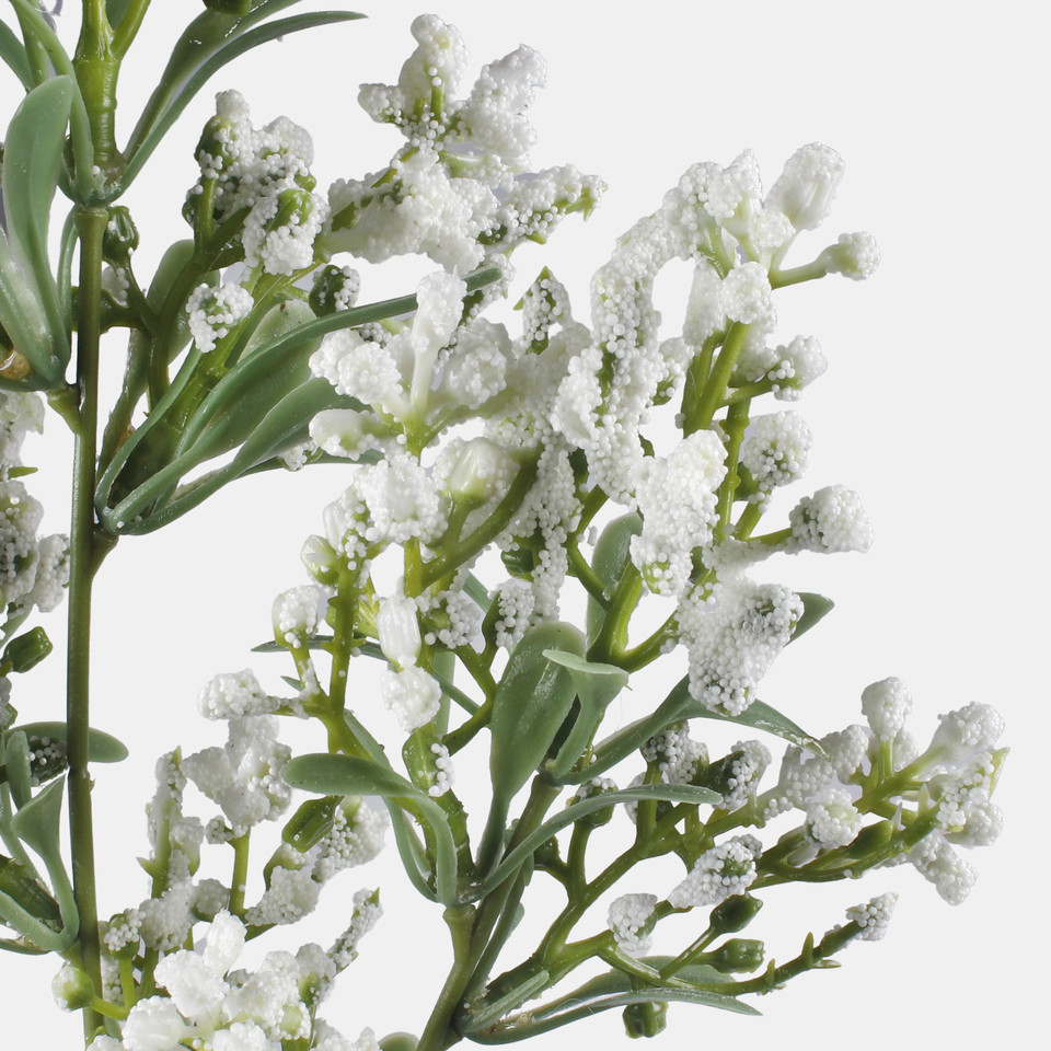 Lucerne, White L855-01