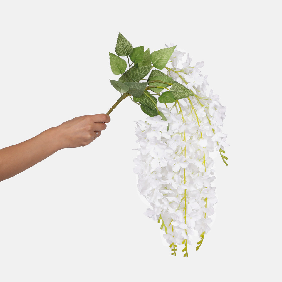 Wisteria x 5, White K079-01