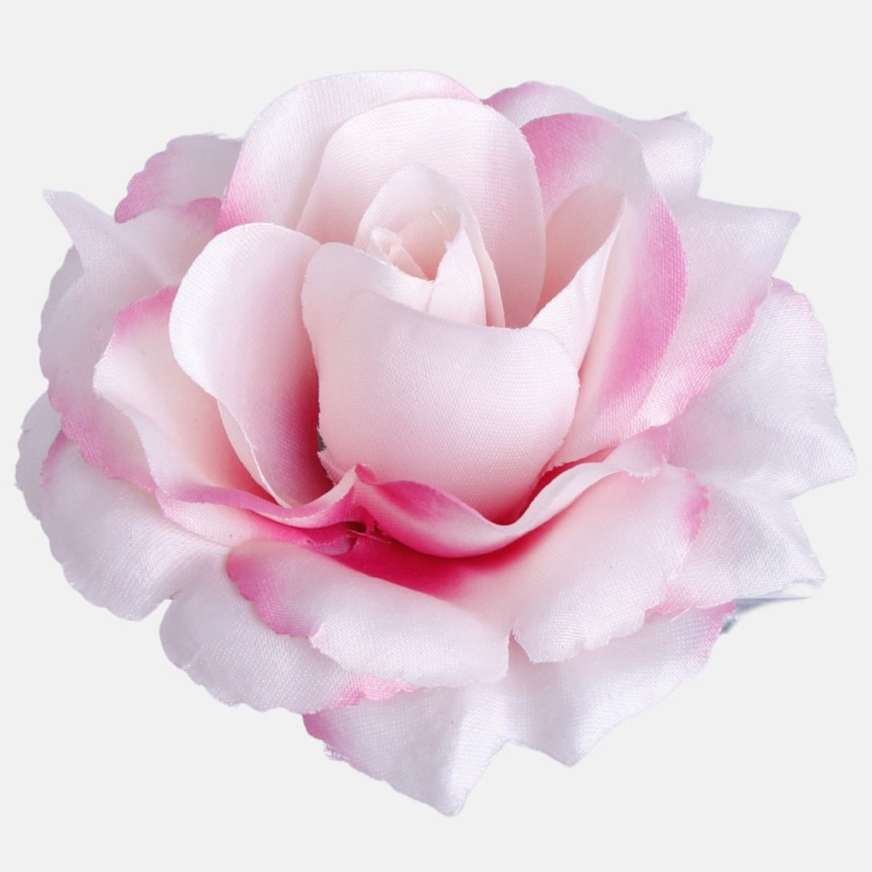 Róża Sonia, Pink/Cream W625-30