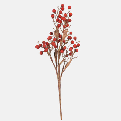 A sprig of hawthorn with fruit, Red A771-02
