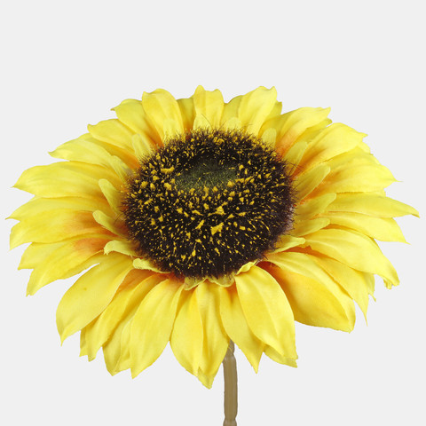 Słonecznik, Yellow L791-02