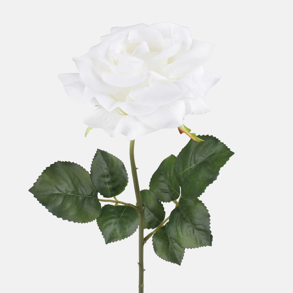 Rose, White G491-01