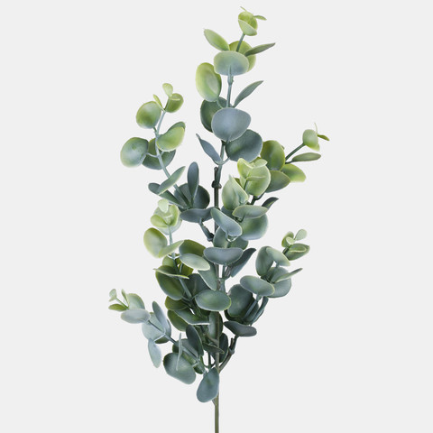 Eucalyptus A447