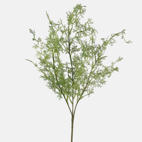 Asparagus A721