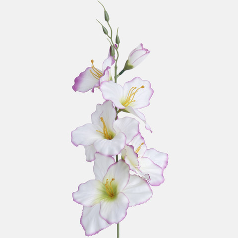 Satin gladiolus, Cream/Purple Edge/Green Center G190K-30