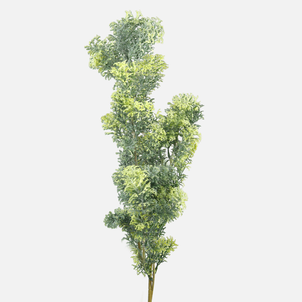 Cypress, Green A704-02